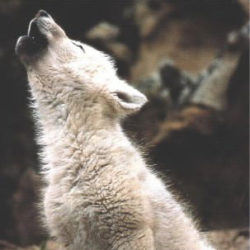 Silanwolf